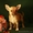 Прекрасные собачки и верные друзья это чихуахуа - Изображение #1, Объявление #514024