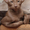 Питомник современных ориентальных кошек - Изображение #1, Объявление #535666