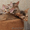 Питомник современных ориентальных кошек - Изображение #3, Объявление #535666