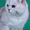Коты британские шиншиллы на вязку - Изображение #1, Объявление #556658