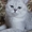 Коты британские шиншиллы на вязку - Изображение #2, Объявление #556658