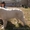 щенки польской подгалянской овчарки из С-Пб - Изображение #1, Объявление #545082