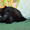 Продаются шотландские короткошерстные котята - Изображение #4, Объявление #545471