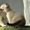 Продаются шотландские короткошерстные котята - Изображение #1, Объявление #545471