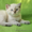 Продаются шотландские короткошерстные котята - Изображение #2, Объявление #545471