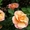 Розы, хосты, пионы, клематисы, виола, петунии, бакопа, герань #534703