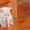 Лиловые котята-шотландцы - Изображение #1, Объявление #576430