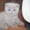 Лиловые котята-шотландцы - Изображение #2, Объявление #576430