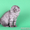 Котик хайленд фолд голубого дымного окраса - Изображение #2, Объявление #598499