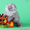 Котик хайленд фолд голубого дымного окраса - Изображение #3, Объявление #598499
