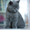 Чистокровные британские котята шоу- класса - Изображение #3, Объявление #596772