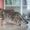 Чистокровные британские котята шоу- класса - Изображение #6, Объявление #596772