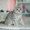 Чистокровные британские котята шоу- класса - Изображение #8, Объявление #596772