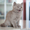Чистокровные британские котята шоу- класса - Изображение #9, Объявление #596772