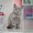 Чистокровные британские котята шоу- класса - Изображение #1, Объявление #596772