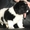 Самые лучшие щенки ньюфаундленда! - Изображение #3, Объявление #288982
