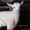 Зааненские козлята - Изображение #2, Объявление #575533