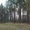 ЛО п.Белоостров участок 15 соток с вековыми соснами - Изображение #3, Объявление #586488