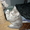 клубные сибирские котята - Изображение #2, Объявление #167175