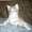 клубные сибирские котята - Изображение #3, Объявление #167175