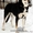 Щенок восточносибирской лайки - Изображение #1, Объявление #600203