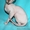 канадский сфинкс. лысые котики - Изображение #1, Объявление #604639