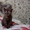 Британский котёнок(кошечка), ладожская (8 000 руб.) - Изображение #3, Объявление #572235