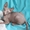 канадский сфинкс. лысые котики - Изображение #3, Объявление #604639