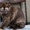 Британский котёнок(кошечка), ладожская (8 000 руб.) - Изображение #2, Объявление #572235