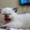 Британский котёнок(кот), ладожская  - Изображение #1, Объявление #572242