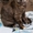 Британский котёнок(кошечка),  ладожская (8 000 руб.) #572235