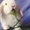 Питомник ЛАРСиК. Карликовые кролики. - Изображение #2, Объявление #630104
