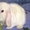 Карликовые кролики.Питомник ЛАРСиК. - Изображение #5, Объявление #274150