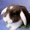 Карликовые кролики.Питомник ЛАРСиК. - Изображение #4, Объявление #274150