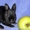 Питомник ЛАРСиК. Карликовые кролики. - Изображение #8, Объявление #630104