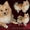 Стрижка собак и кошек. Тримминг. от 500 руб - Изображение #2, Объявление #640788