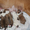 Американский стаффордширский терьер, щенки - Изображение #2, Объявление #641132