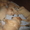 Элитные щенки Золотистого(Голден) Ретривера - Изображение #4, Объявление #612330