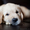 Элитные щенки Золотистого(Голден) Ретривера - Изображение #1, Объявление #612330