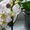 Цветущие орхидеи - Изображение #1, Объявление #611953