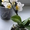 Цветущие орхидеи - Изображение #2, Объявление #611953