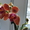 Цветущие орхидеи - Изображение #3, Объявление #611953
