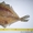 Продажа вяленой рыбы производства г. Мурманск - Изображение #1, Объявление #661263