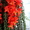 Красивоцветущие растения"Колумнеи" различных расцветок - Изображение #1, Объявление #695321