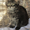 Котята мейн-кун к резервированию и продаже - Изображение #2, Объявление #685109