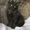 Котята мейн-кун к резервированию и продаже - Изображение #1, Объявление #685109