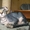 Сфинкс Левкой, котята - Изображение #1, Объявление #695526