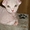 Сфинкс Левкой,  котята #695526