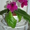 Красивоцветущие комнатные растения   - Изображение #4, Объявление #699913