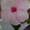 Бальзамины многолетние цветущие - Изображение #2, Объявление #715817